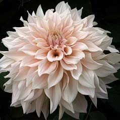 Dalia Flores Grandes Decorativa 'Caf au lait'